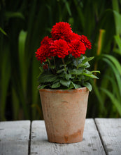 Load image into Gallery viewer, Set of Three Handmade Terracotta Pots
